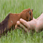 therapaws-online.ca