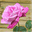 amicii-rozelor.ro
