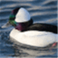 thebufflehead.org