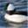 thebufflehead.org