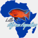 littleafricaaquatics.com