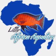 littleafricaaquatics.com