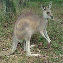 kangaroo-life.com
