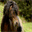 dartmoorpony.ch