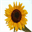 iwayerevan.org