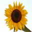 iwayerevan.org