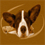 cardigancorgi.org