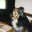 dognotesinc.wordpress.com