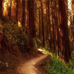 wisdomfromwithincounselling.com