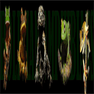 bolivianamphibianinitiative.org