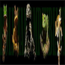 bolivianamphibianinitiative.org