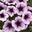 mariagardens.net