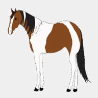 carolinapainthorseclub.net
