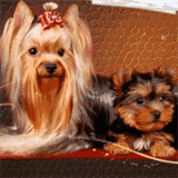 club-canin-de-mirecourt.com