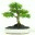 geelongbonsai.com