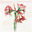 amaryllis-medium.de