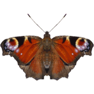 ebeez.co.uk