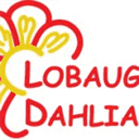 lobaughsdahlias.com