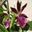 association.orchidees.oise.over-blog.com