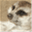 linuxmeerkat.wordpress.com