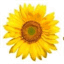 askdevorah.com
