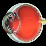 newyorkcityhoteljobs.com