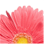 annisaswanson.com