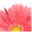 annisaswanson.com