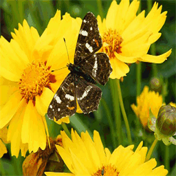 tiernaturheilkunde-kassel.de