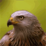 naturfotograf-harz.de