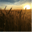 newtothefarm.wordpress.com