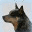australiancattledog.ch