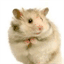 hamsterproblems.tumblr.com