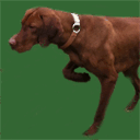 vizslabonneterrekennel.com