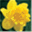 bloomingdaffodilsttc.in