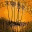 arborintelligence4uvm.wordpress.com