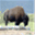 bisonmart.com