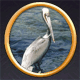 pelileosportingclub.com