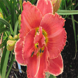 elliesdaylilies.com