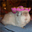 guineapigsinhats.com