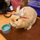 stuffonmyrabbit.net