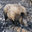 chasse.sangliers.en.ardeche.over-blog.com