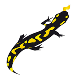 fhoenix.co.nz