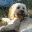 glimmerthedog.wordpress.com