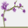 purpleorchid.com