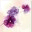noddingvioletgrows.wordpress.com