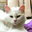 orchis-mauve.over-blog.com