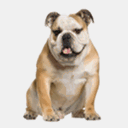 autumnbulldogs.com