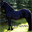 edanfriesians.com