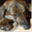 puppypleasedogtraining.wordpress.com
